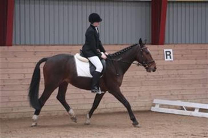 Traver Discovery - Til dressurstævne billede 10