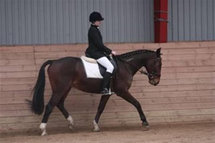 Traver Discovery - Til dressurstævne ;D billede 11