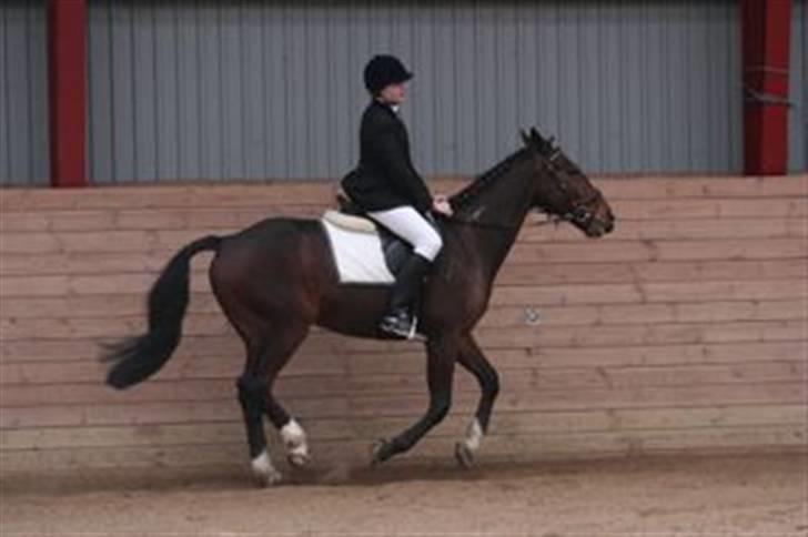 Traver Discovery - Travhesten i galop ! Til dressurstævne =D billede 12