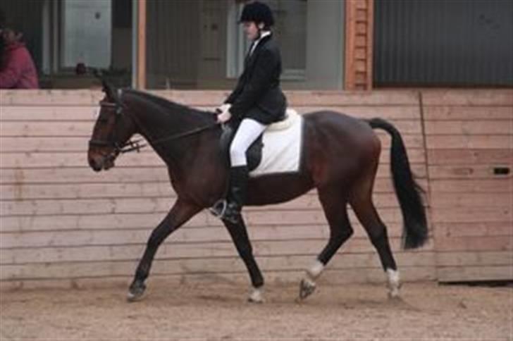 Traver Discovery - Til dressurstævne ;D billede 13