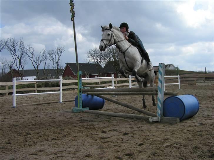 New Forest Egeballes Kadetzski Solgt billede 16