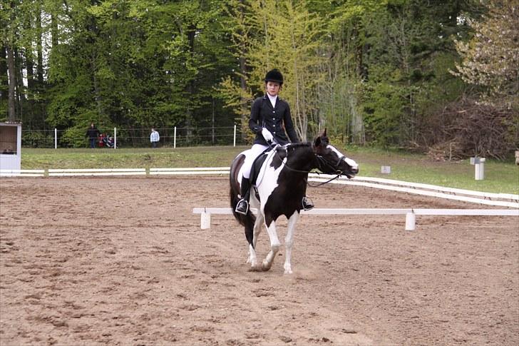 Pinto Lyngholms Maddie - Lige kommet ud fra lb3 i Morsø 2010. Foto: far billede 18