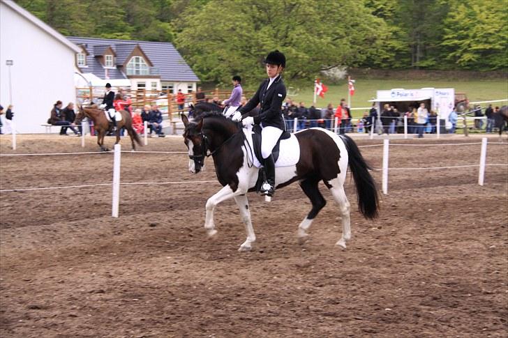 Pinto Lyngholms Maddie - Kom ikke her og sig, at min pony ikke kan trave ! Morsø 2010, foto: Far billede 19