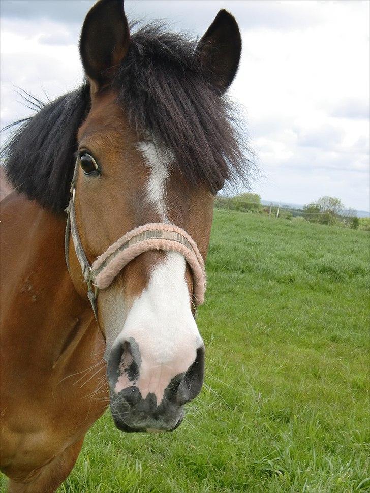 Anden særlig race Moonlight ( SOLGT) <3 - Taget d. 17 maj 2011 -  Du så dejlig.<3<3 billede 1