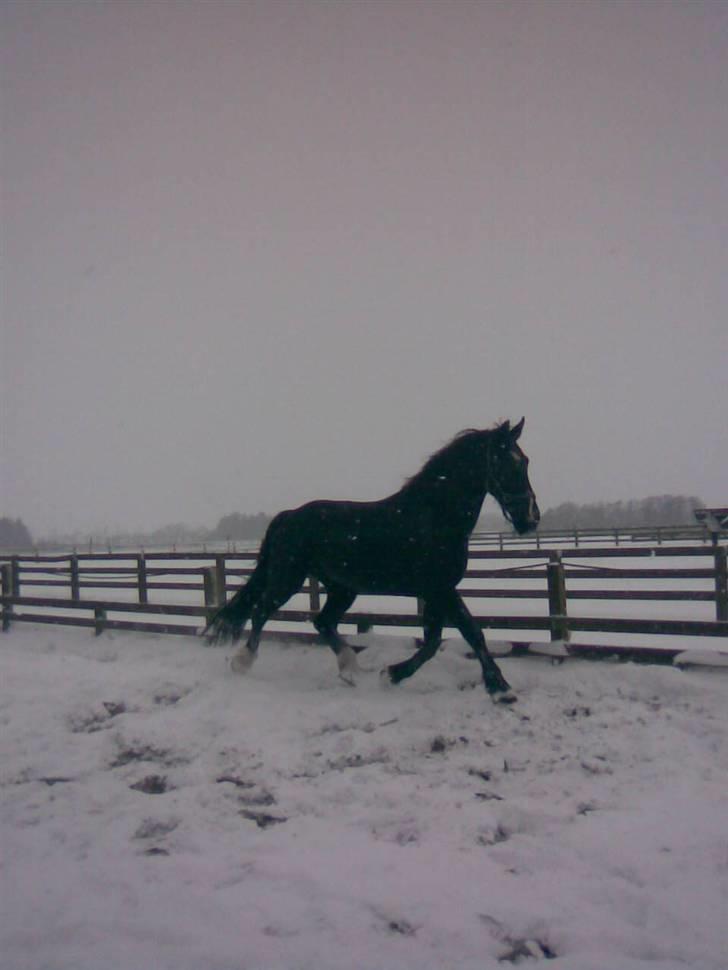 Oldenborg Milan billede 10