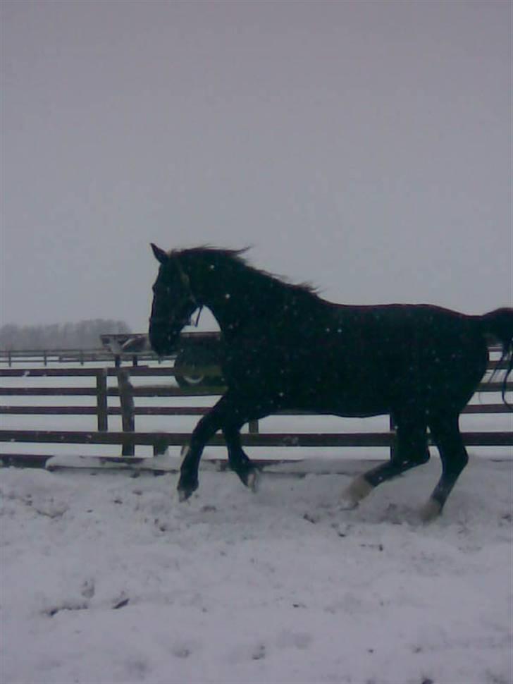 Oldenborg Milan billede 11