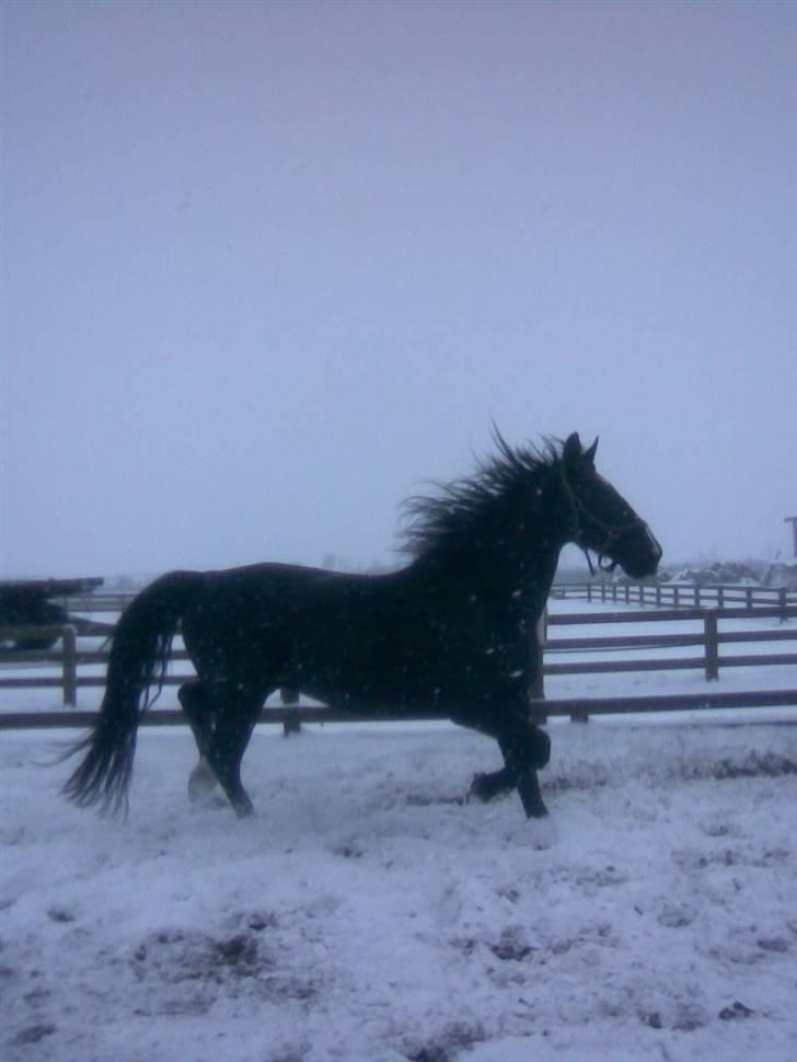 Oldenborg Milan billede 12