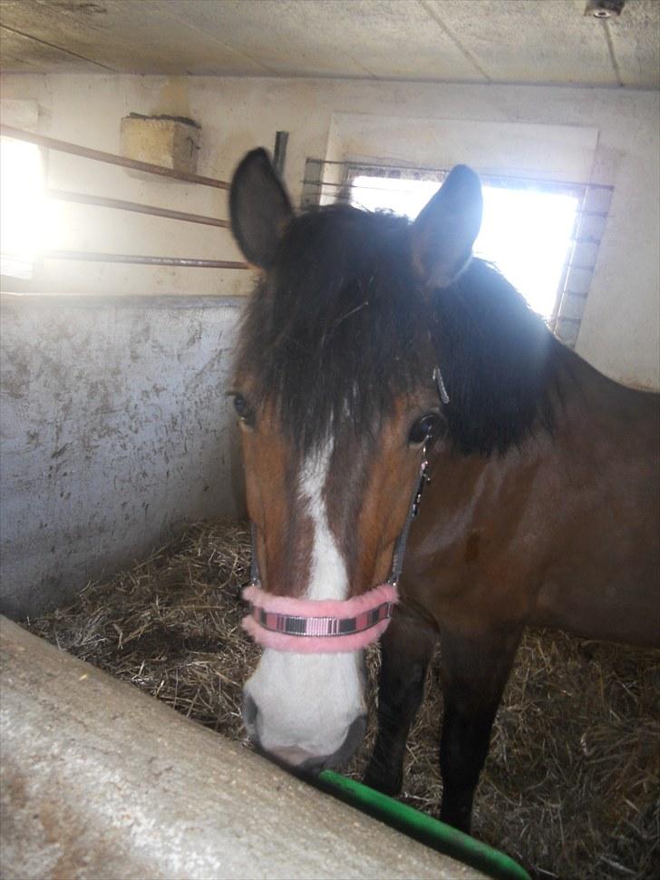 Anden særlig race Moonlight ( SOLGT) <3 - Moonlight du har det smukkeste hovede :$<3. billede 4