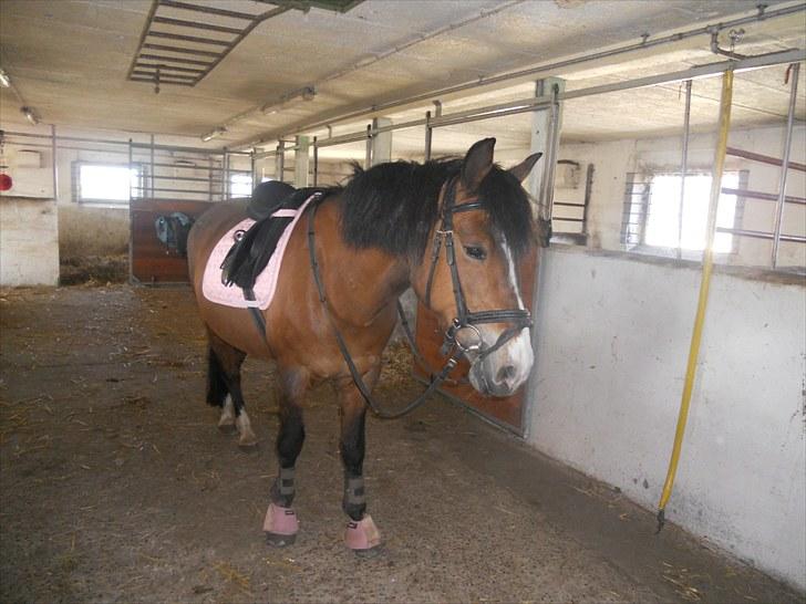 Anden særlig race Moonlight ( SOLGT) <3 - Lyserøde sammen er vi :D<3! billede 6