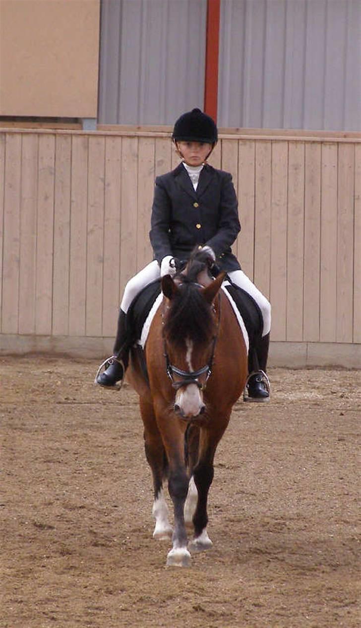 Anden særlig race Moonlight ( SOLGT) <3 - Indridning til Lc1 Nmrc stævne 09.08.2008 billede 8