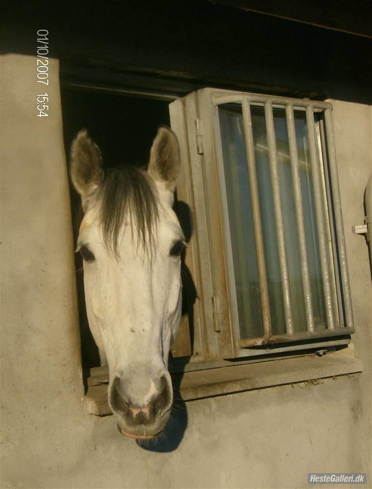Dansk Varmblod Brunshøj Guiseppo (SOLGT) - x; billede 13
