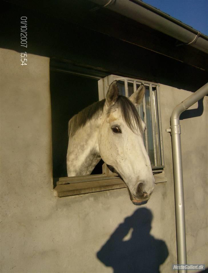 Dansk Varmblod Brunshøj Guiseppo (SOLGT) - :) billede 15
