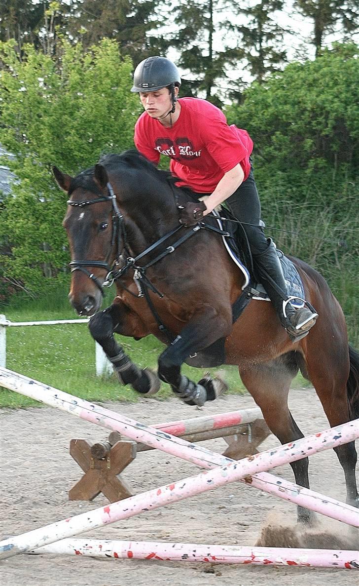 Dansk Varmblod Hesteløkkens Chic solgt  - eddy ;) billede 7