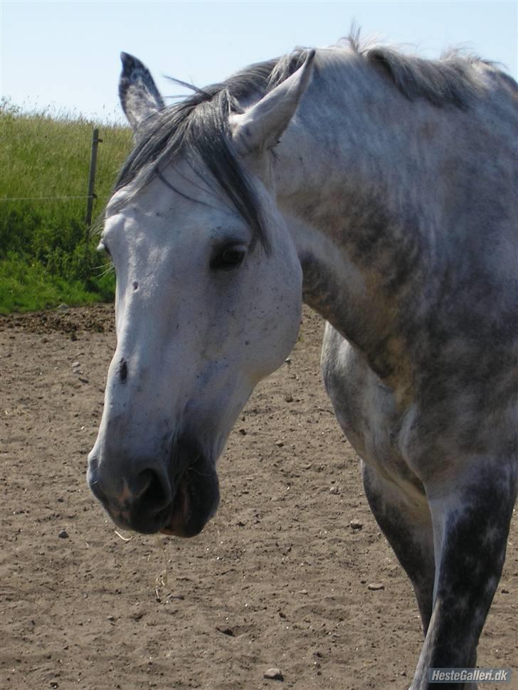 Dansk Varmblod Brunshøj Guiseppo (SOLGT) - det er sommer xD billede 16