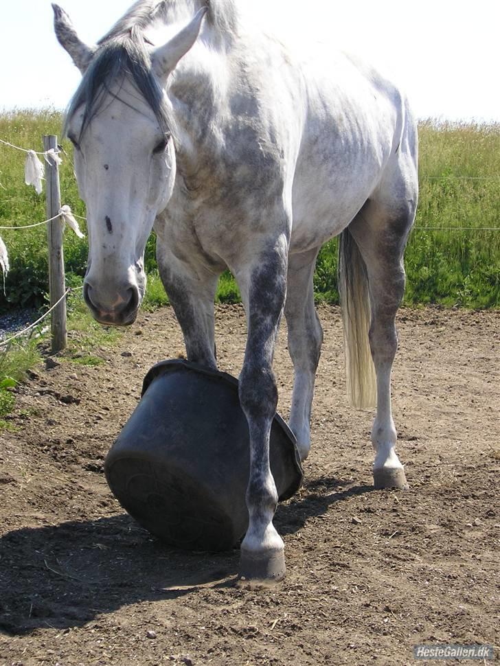 Dansk Varmblod Brunshøj Guiseppo (SOLGT) - VAAND! billede 17