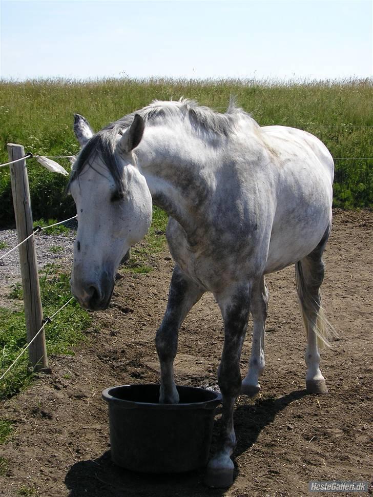 Dansk Varmblod Brunshøj Guiseppo (SOLGT) - jeg er tørstig! billede 18