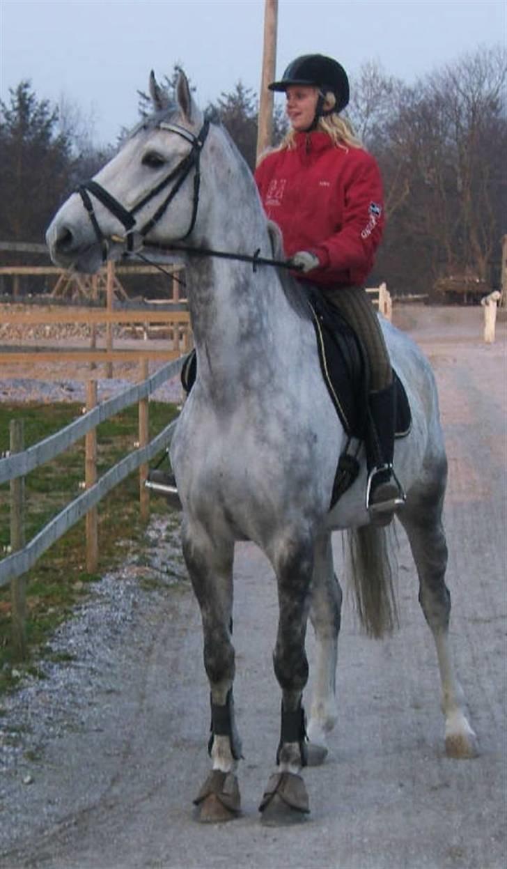 Dansk Varmblod Brunshøj Guiseppo (SOLGT) - i nykøbing i hal ;D billede 19