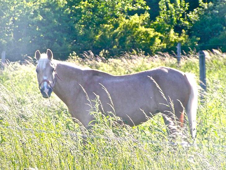 Palomino Dixie.  billede 1