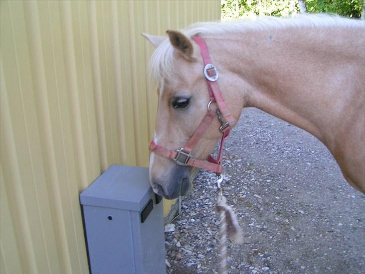 Palomino Dixie.  - Dulle :) billede 5