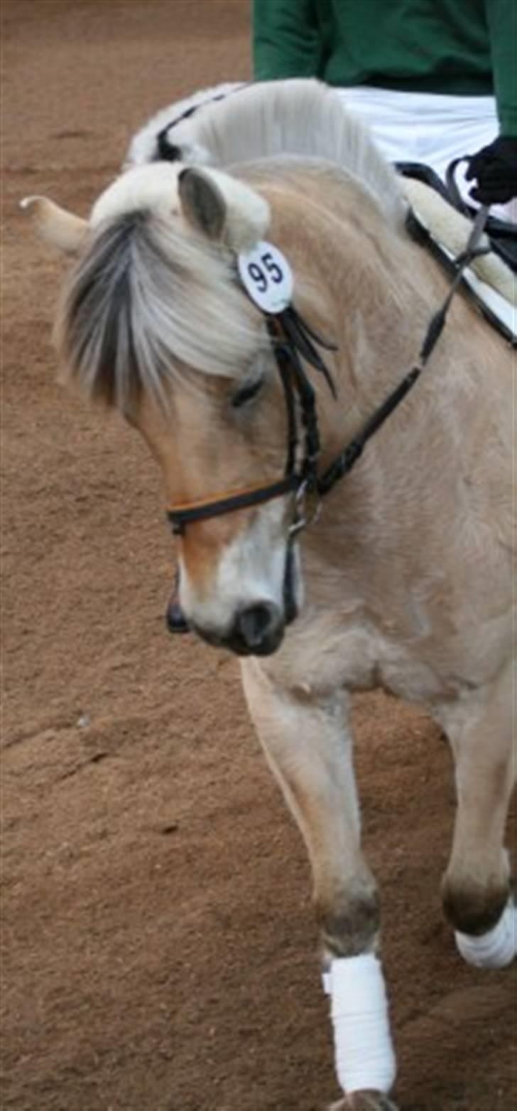 Fjordhest Valsølilles Emil - Fjordhestestævne - 1. Plads. billede 10