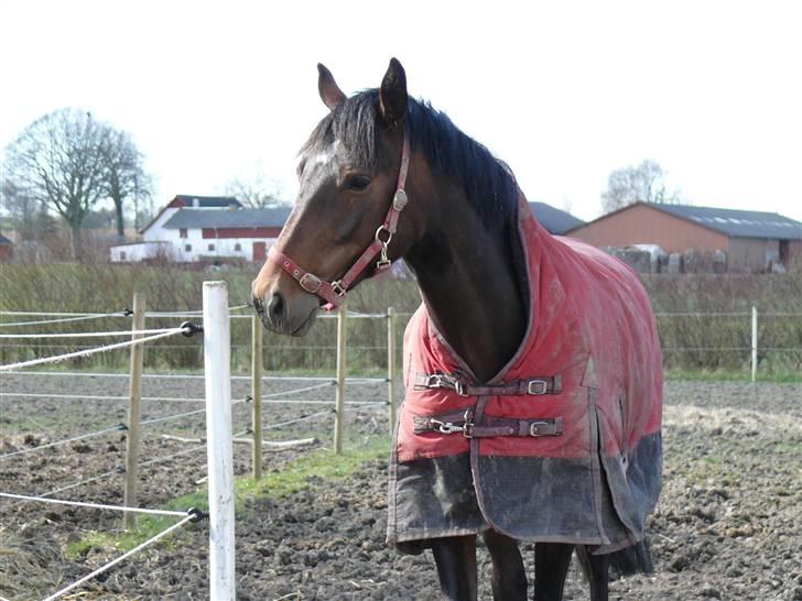 Hollandsk Varmblod Vendrini billede 7