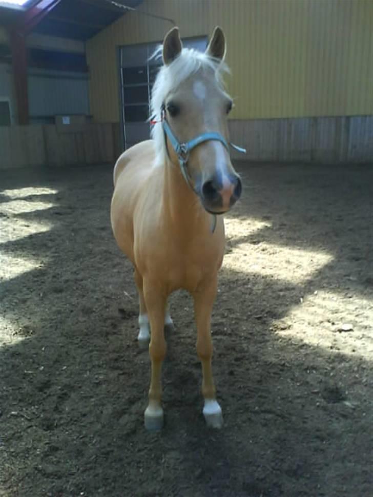 Palomino Dixie.  billede 6