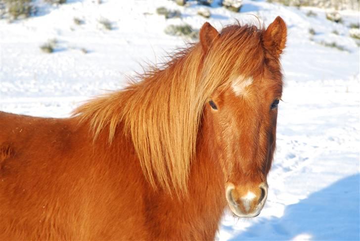 Islænder Blómi fra Engholm - Blómi 2½ år billede 2