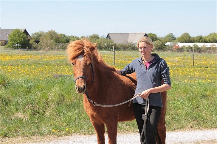 Islænder Blómi fra Engholm - Blómi fylder 4 år denne dag billede 1