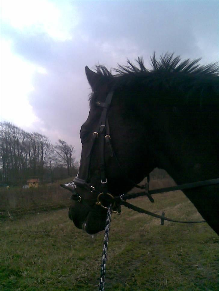 Anden særlig race Black C. Tyson - Solgt<3 - Da han skulle flyttes fra hjertingvej 111 til torrupvej 70 - red ham der hen. ca. 5 km meget hygge tur :D - Fotograf: Anja (søs) billede 16