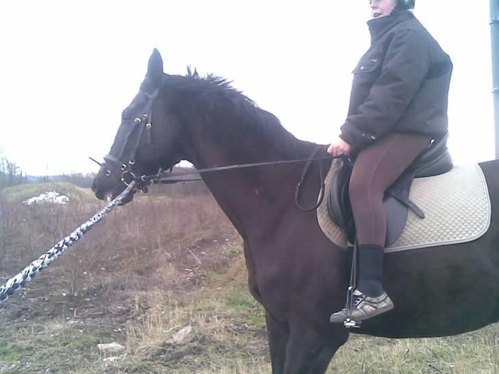 Anden særlig race Black C. Tyson - Solgt<3 - - | | -   - Meget grimt hehe Da han skulle flyttes fra hjertingvej 111 til torrupvej 70 - red ham der hen. ca. 5 km meget hygge tur :D - Fotograf: Anja (søs) billede 17