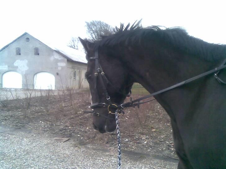 Anden særlig race Black C. Tyson - Solgt<3 - Da han skulle flyttes fra hjertingvej 111 til torrupvej 70 - red ham der hen. ca. 5 km meget hygge tur :D - Fotograf: Anja (søs) billede 18