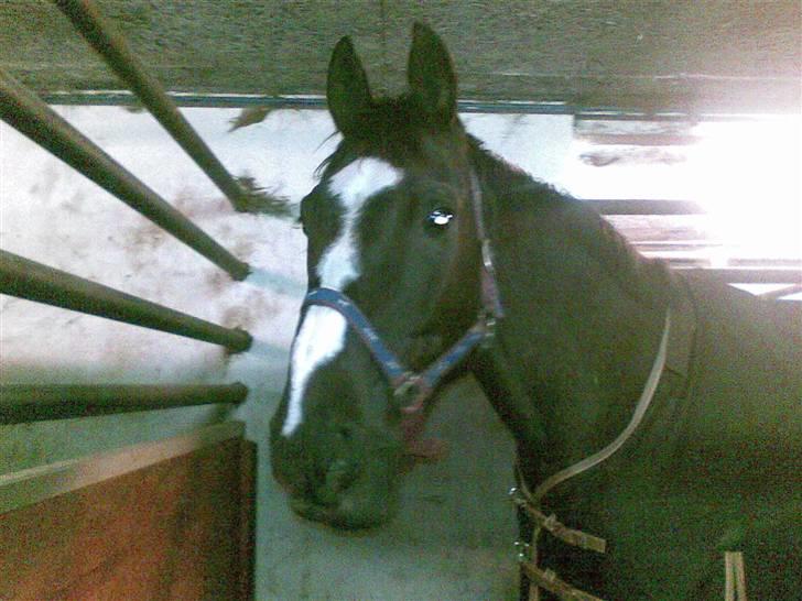 Anden særlig race Black C. Tyson - Solgt<3 - Hjertingvej 111 - da han var lidt forkølet <3.. står og glor i boksen :).. Fotograf : Mig selv billede 19