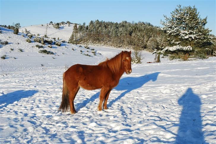 Islænder Blómi fra Engholm billede 3