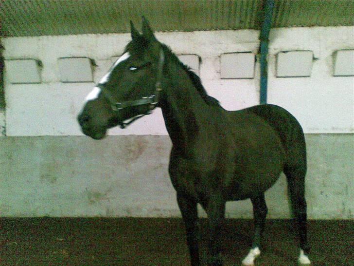 Anden særlig race Black C. Tyson - Solgt<3 - roar - Flotte tysse <3 billede 20