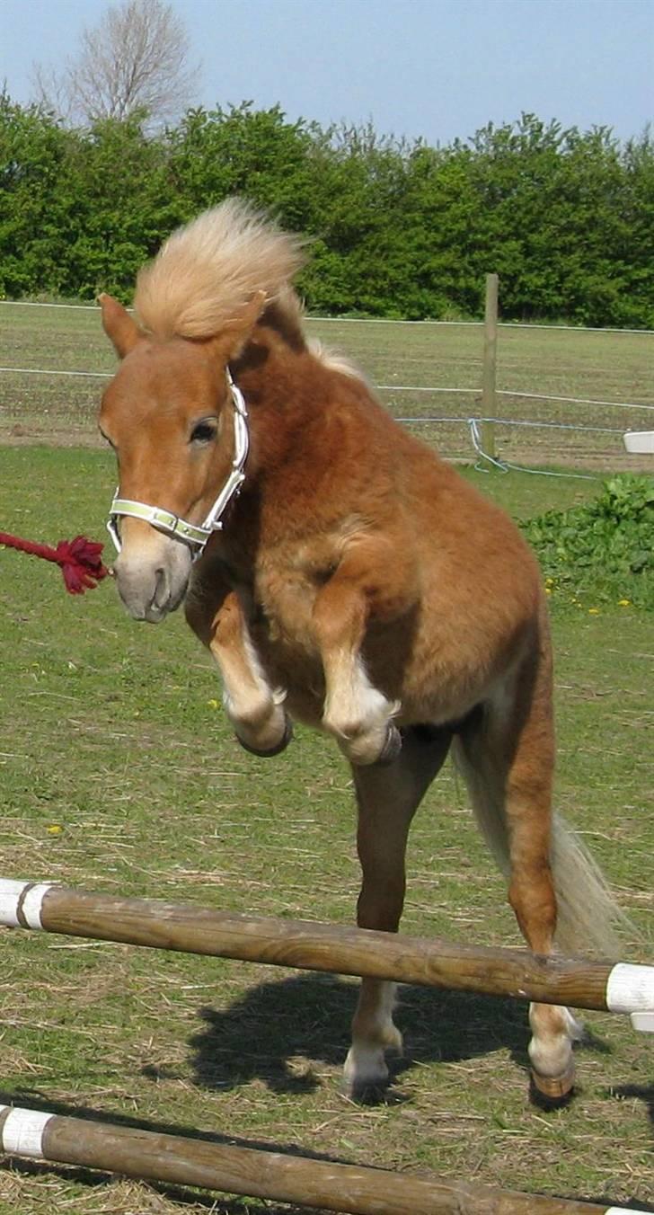 Shetlænder |   Tarzan - Hoplaa (: billede 15