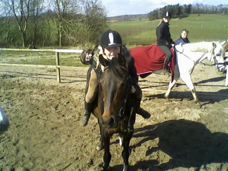 Welsh Cob (sec D) tai ticcazini musen!<3 - Foto ; Malene Rasmussen!   Fordi den pony er elsket! billede 20