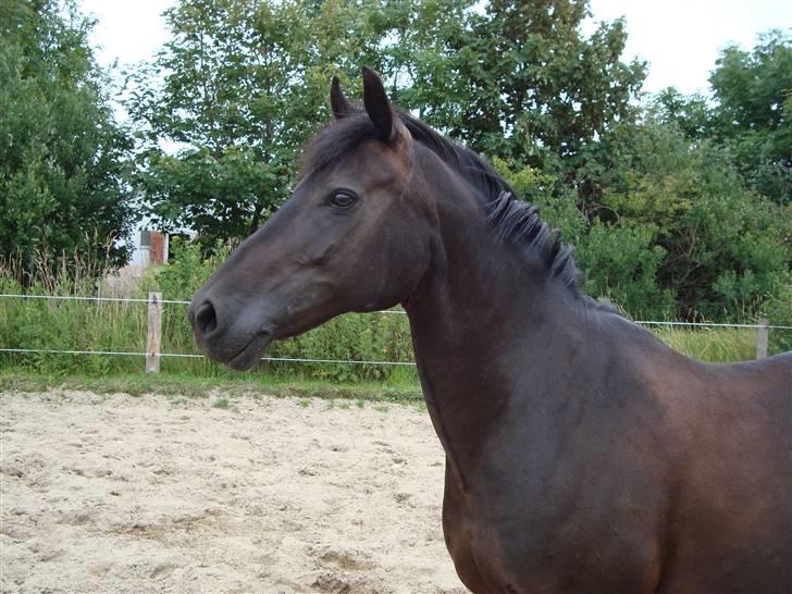 Anden særlig race Luna  - sticks and stone will break your bones, but rumors will haunt you forever... so don't fuck with me. I do what I want, when I want, and I don't think about anything long term - Katie Fitch <3 billede 1