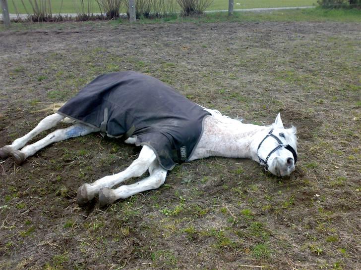 Anden særlig race Dione - Dione tager sig en slapper :) billede 15