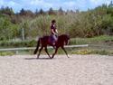 Welsh Pony af Cob-type (sec C) Gribvads Leading Bruni