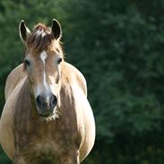 Koldblodstraver ~Kuven Rinda~