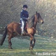 Koldblodstraver Troll Sola