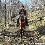 Koldblodstraver Troll Sola