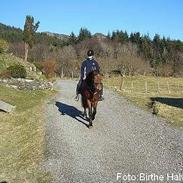 Koldblodstraver Troll Sola