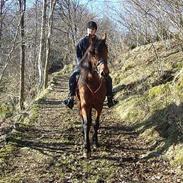 Koldblodstraver Troll Sola