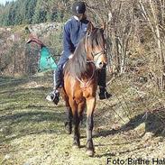 Koldblodstraver Troll Sola