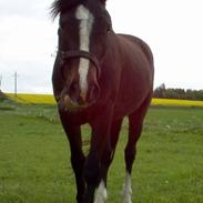 Welsh Pony af Cob-type (sec C) Gribvads Leading Bruni