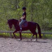 Welsh Pony af Cob-type (sec C) Gribvads Leading Bruni