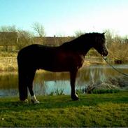 Welsh Pony af Cob-type (sec C) Gribvads Leading Bruni