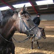 Anden særlig race Dino Girl