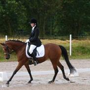 Arabisk fuldblod (OX) Toffifee